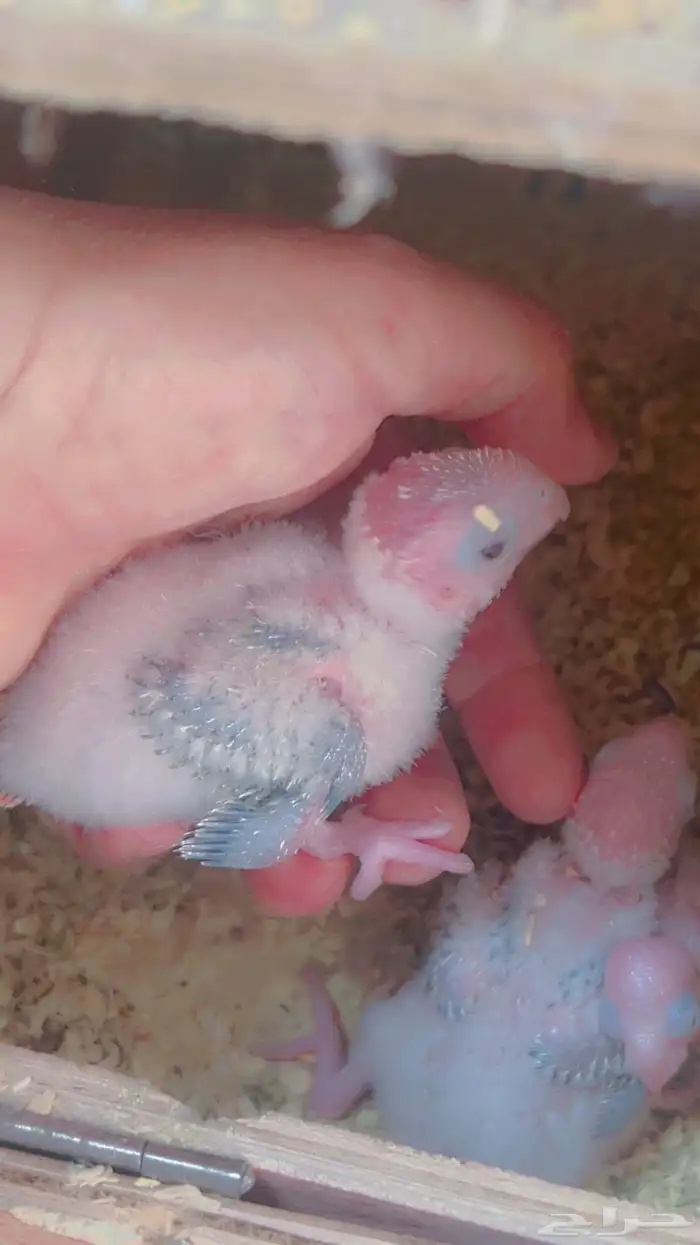 زوج كنيور اناناس دبل رد فاكتر بفروخه 4