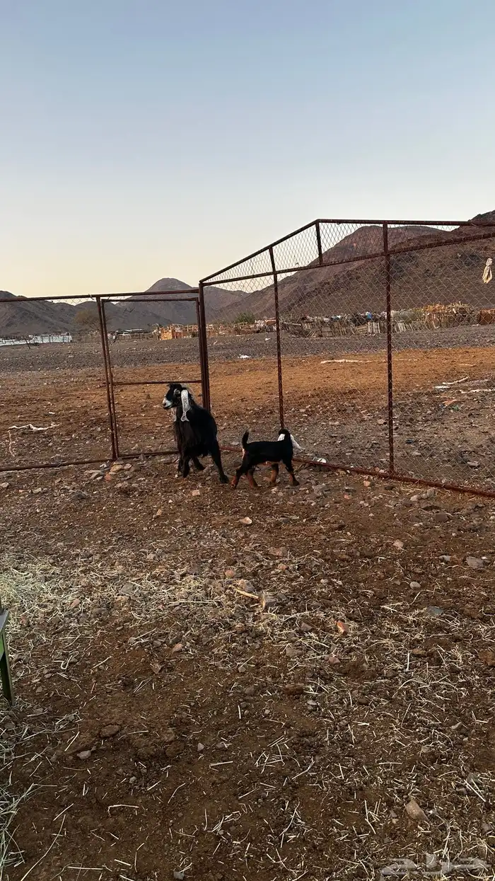 عنز عارضيه معها تيس 5