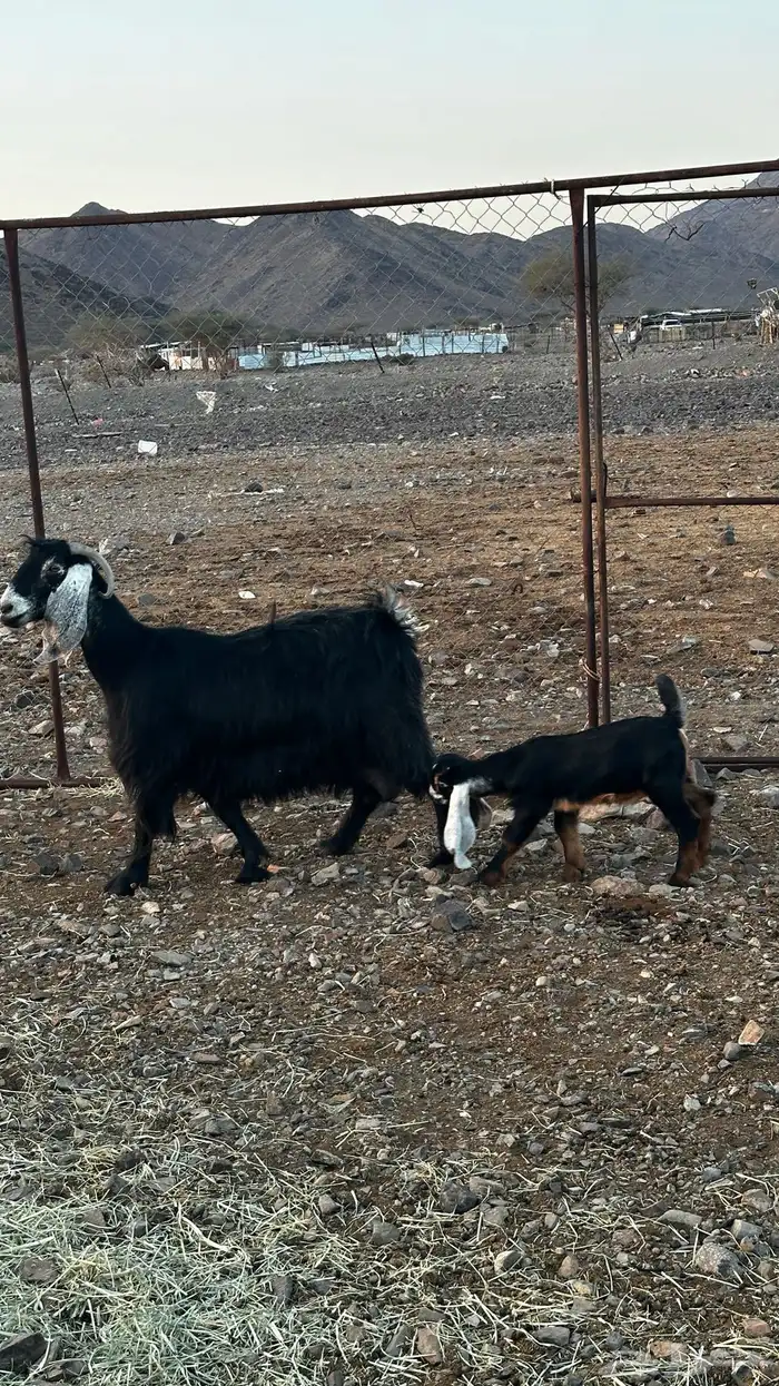 عنز عارضيه معها تيس 1