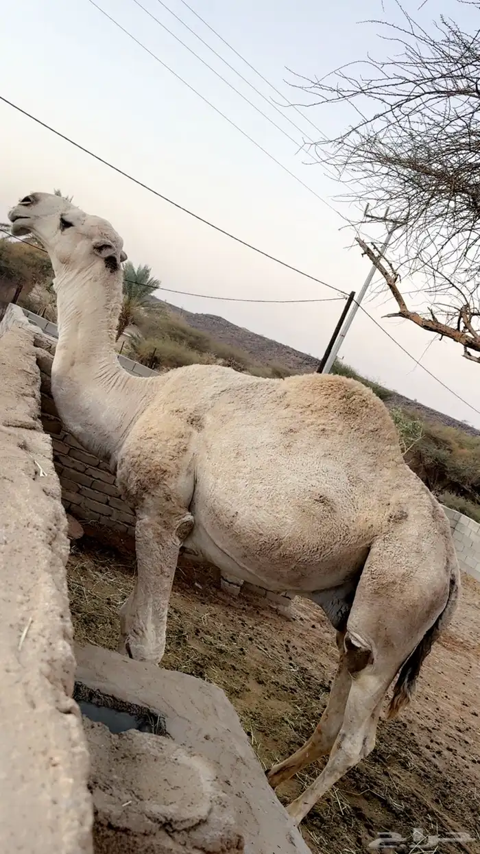 بعير فحل للبيع 1