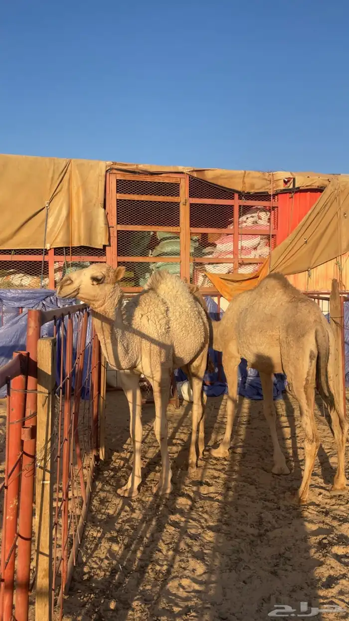 حشوان للبيع 3