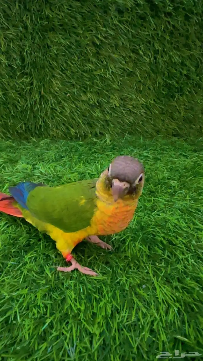 فرخ كنيور يلوسايد 1