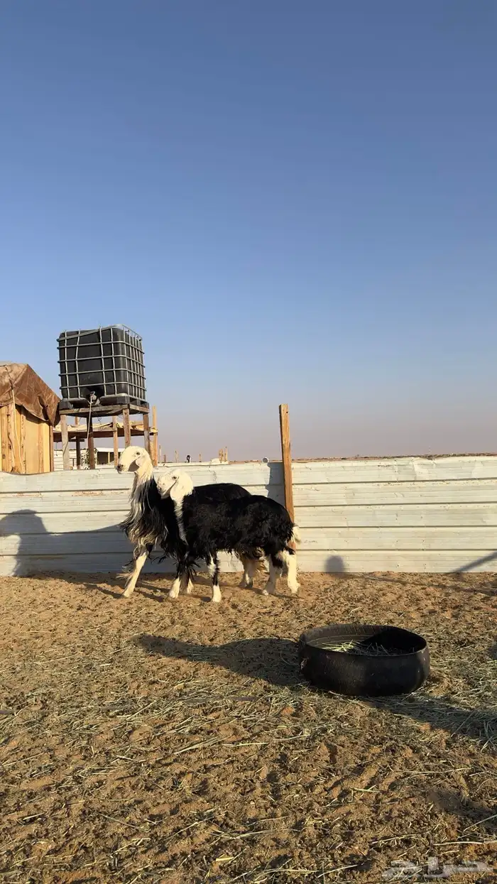 نجديه كفو تحتها خروف كفو 8