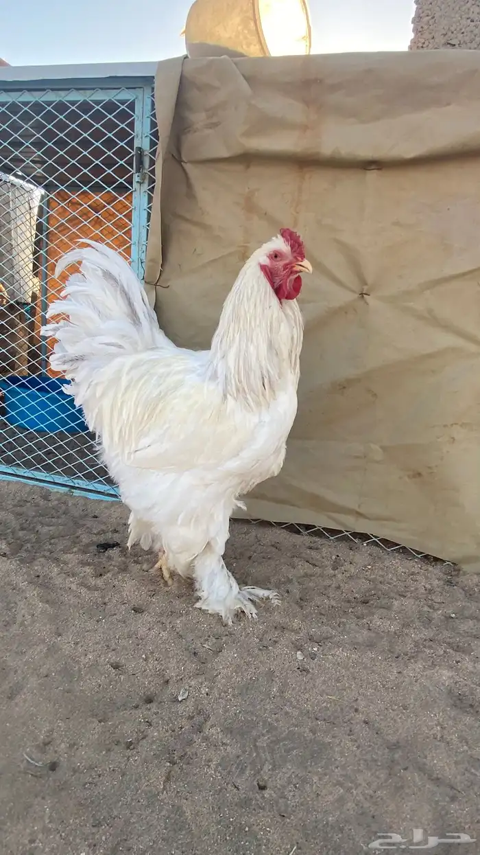 طقم كولومبي 1