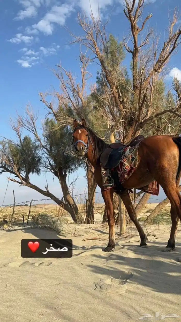 سلام عليكم 1