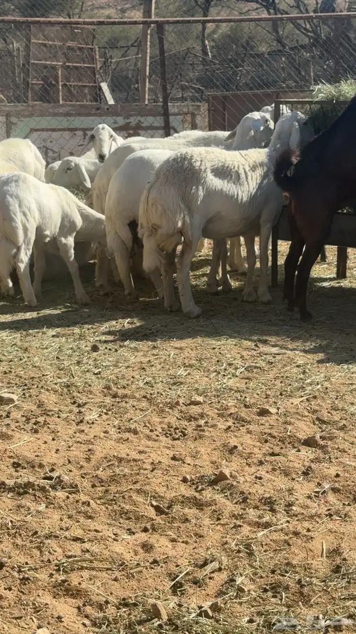 غنم حرش للبيع 0