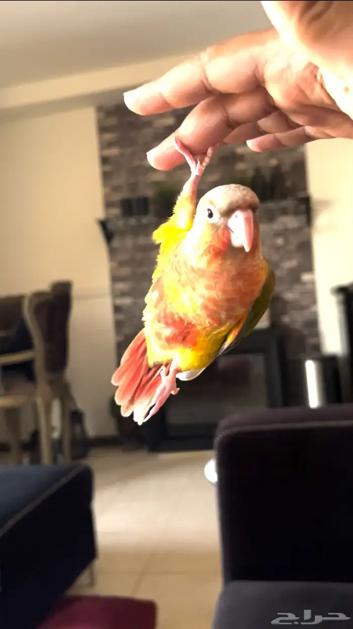 ببغاء كنيور اناناس دبل رد فاكتر هدد وين ماتروح معك 7