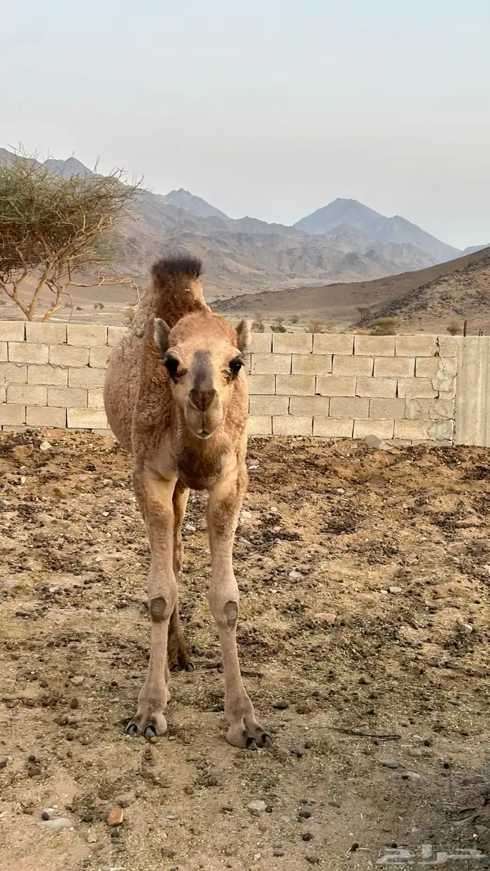 حاشي للبيع 2