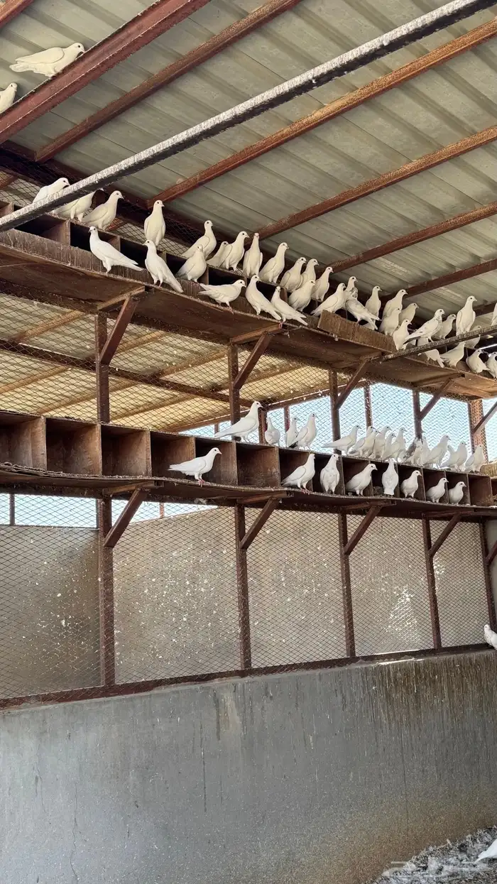 حمام لاحم فرنسي 2