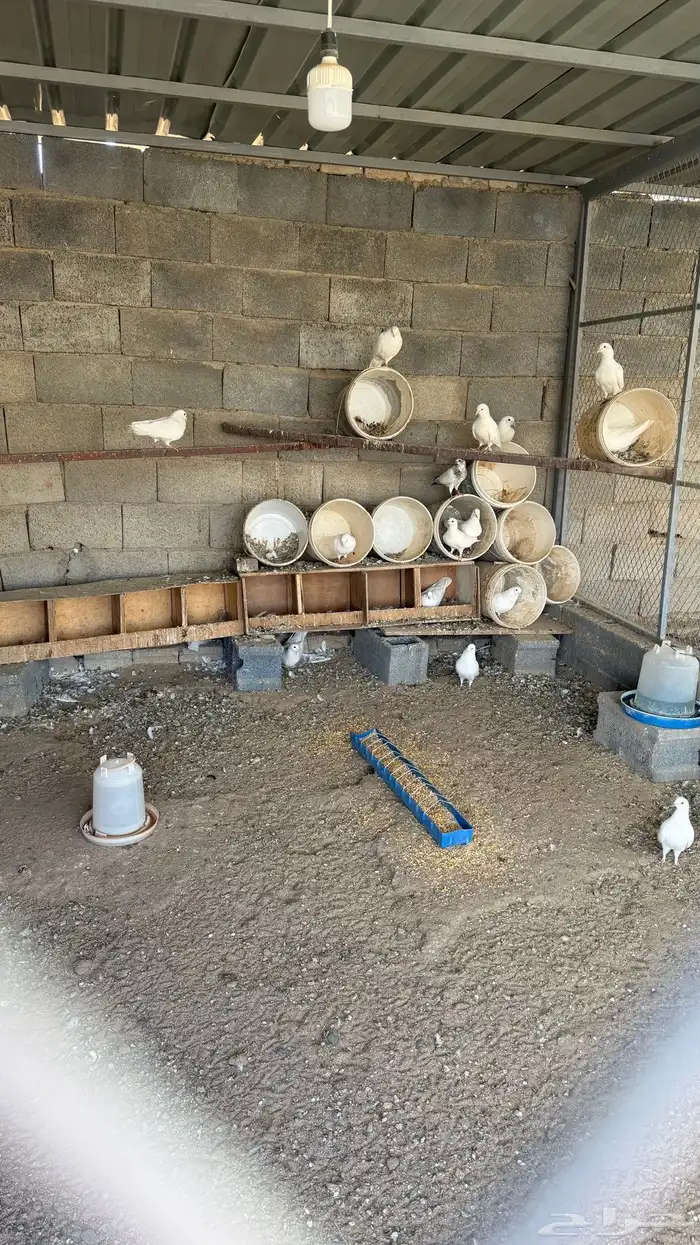 حمام فرنسي 1