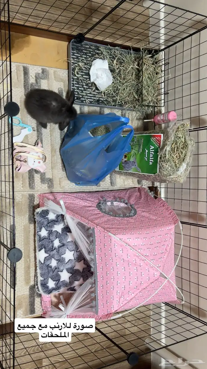 ارنب هولاند لوب مع ملحقاته 5