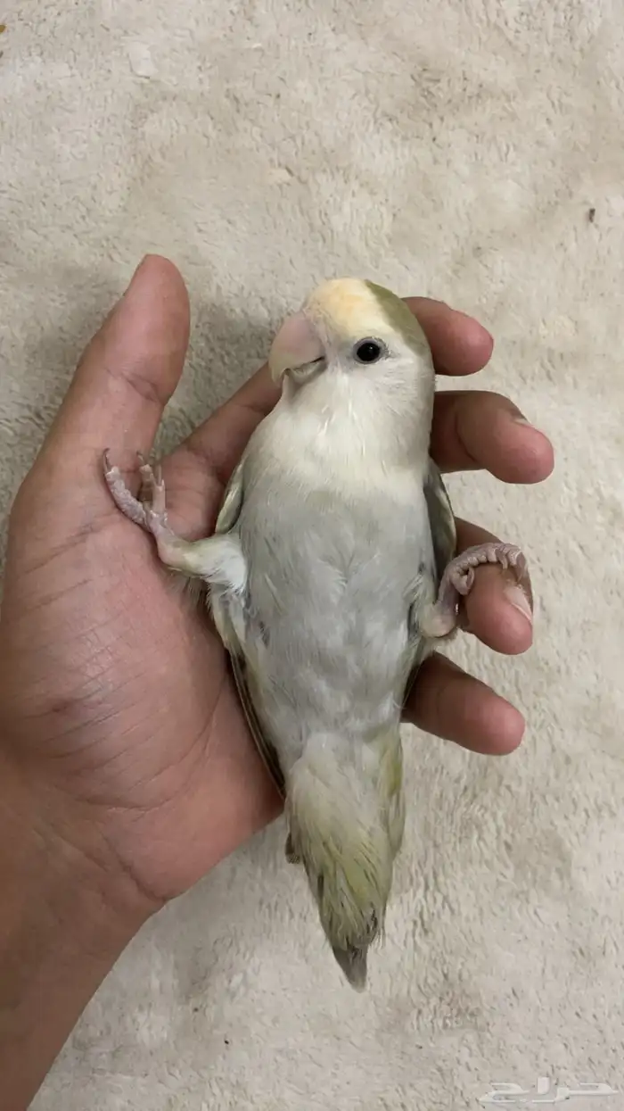 طير روز انثى 0