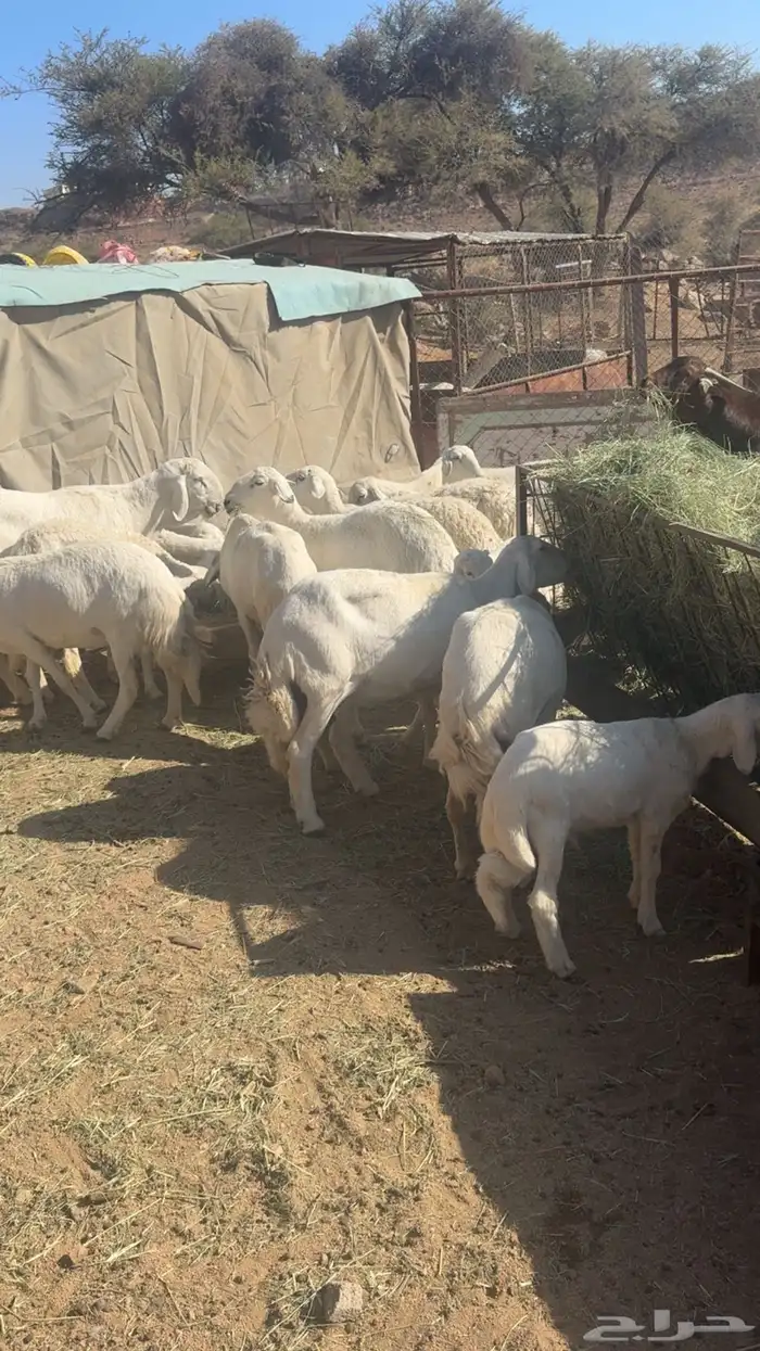 غنم حرش للبيع 6