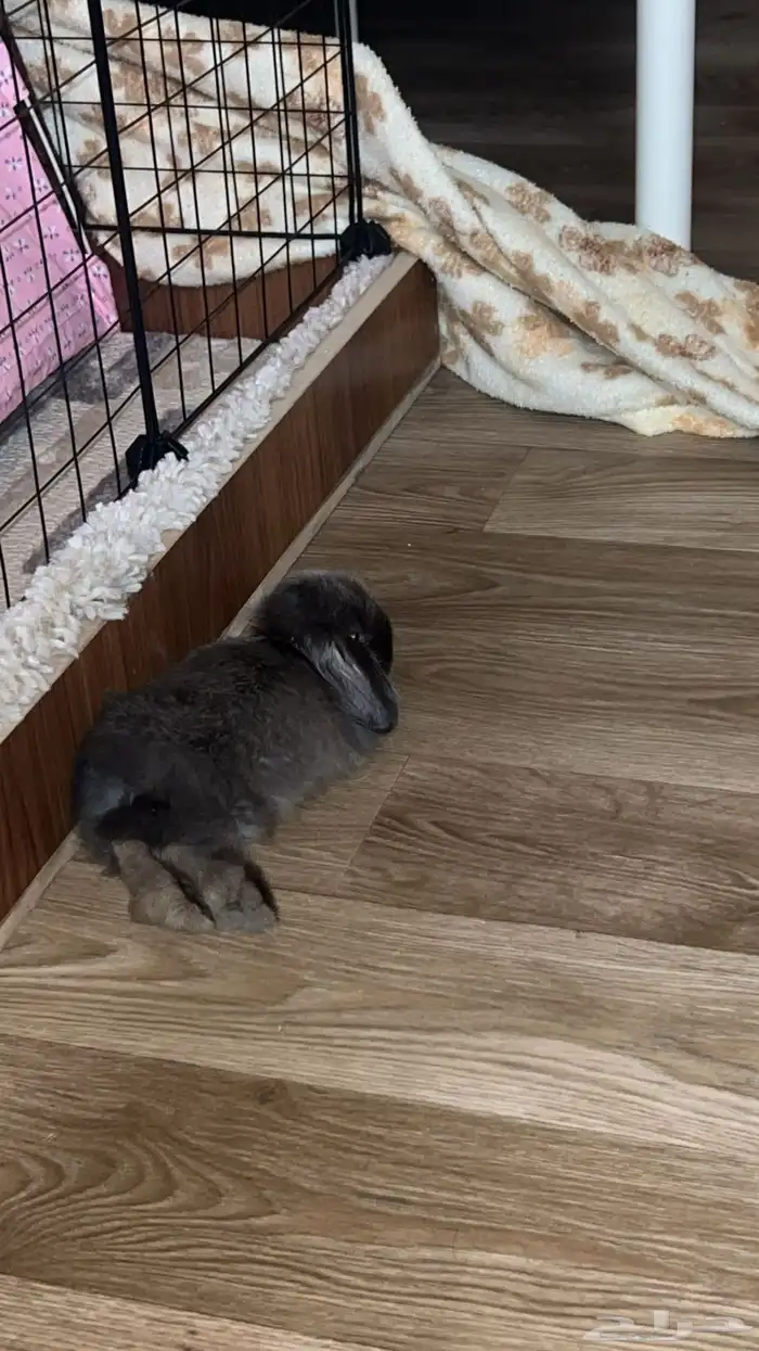 ارنب هولاند لوب مع ملحقاته 1