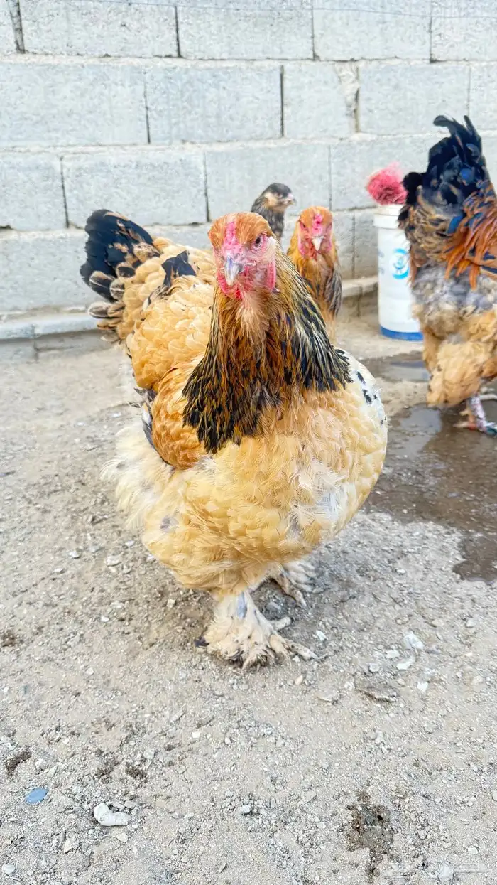 دجاج براهما 1