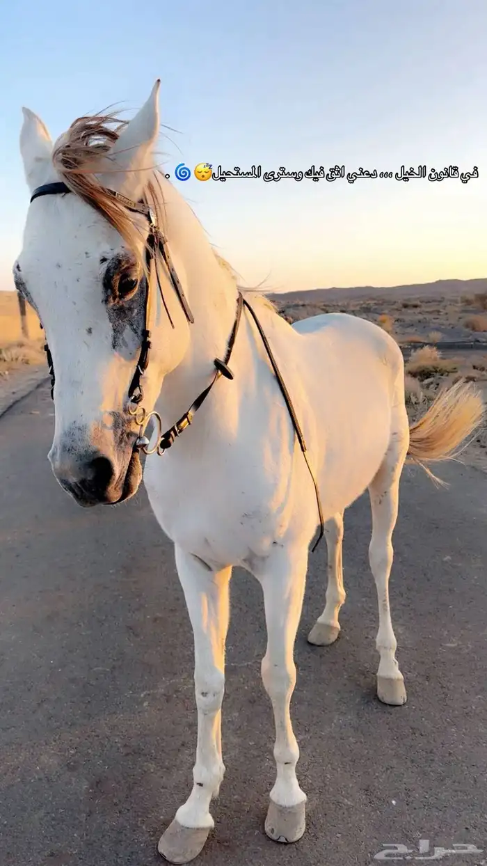 حصان جزيري شعبي 5