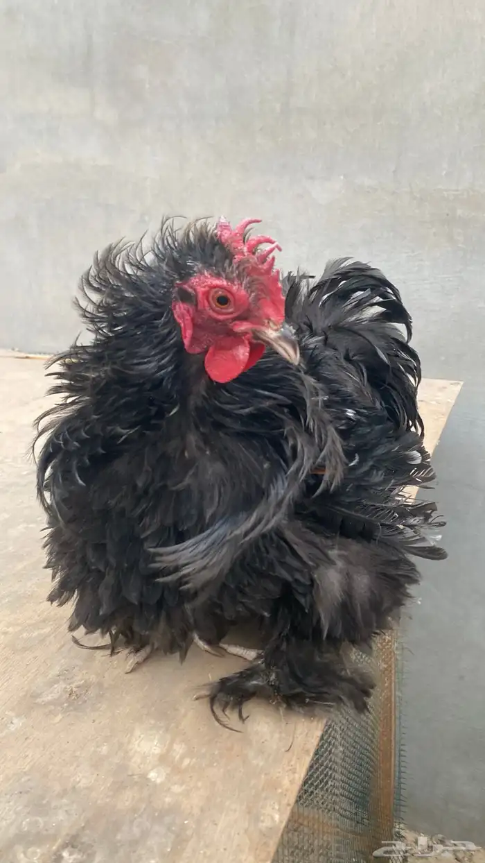 ديك كوشن فرزل 0