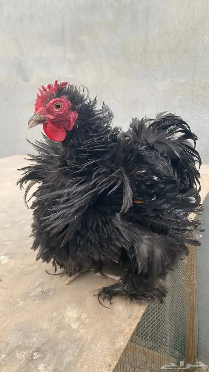 ديك كوشن فرزل 1