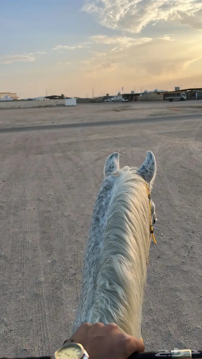 حصان للبيع 3