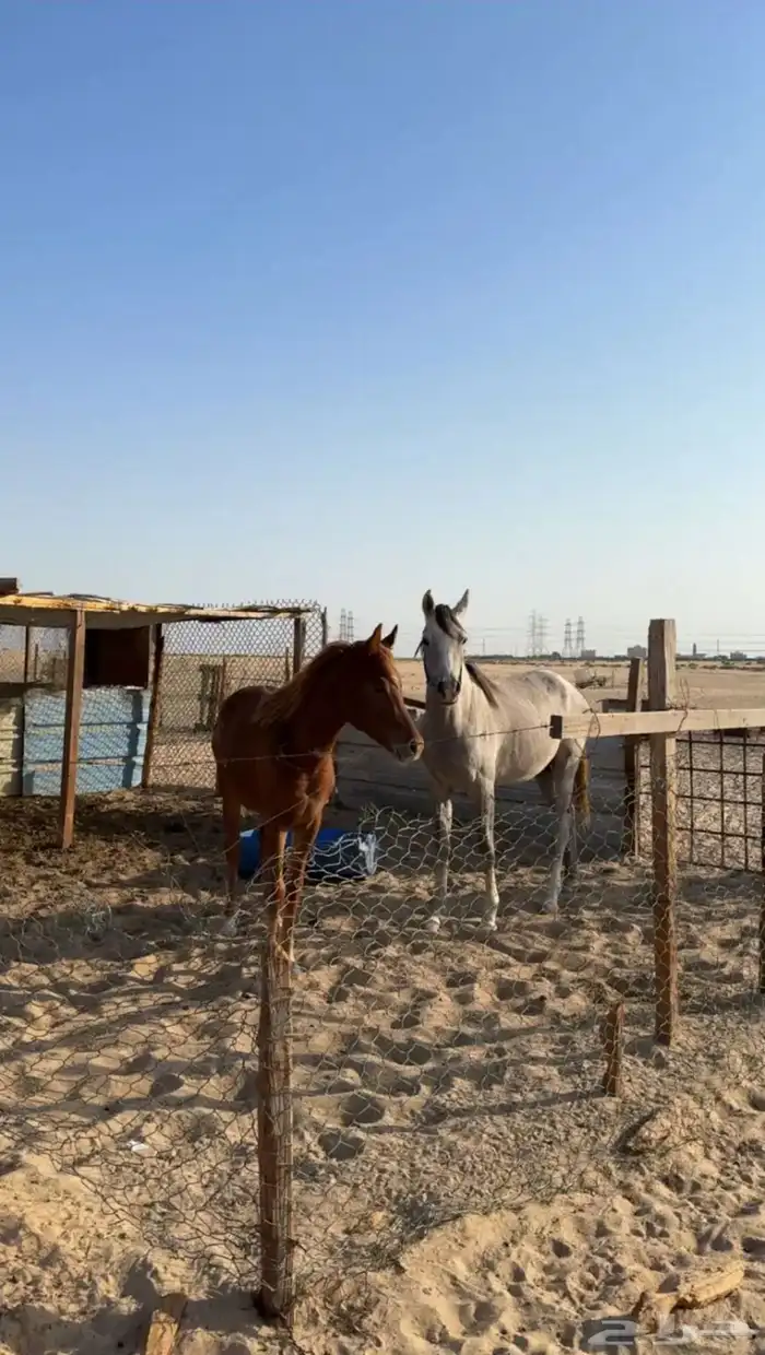 خيل عربي واهو 1