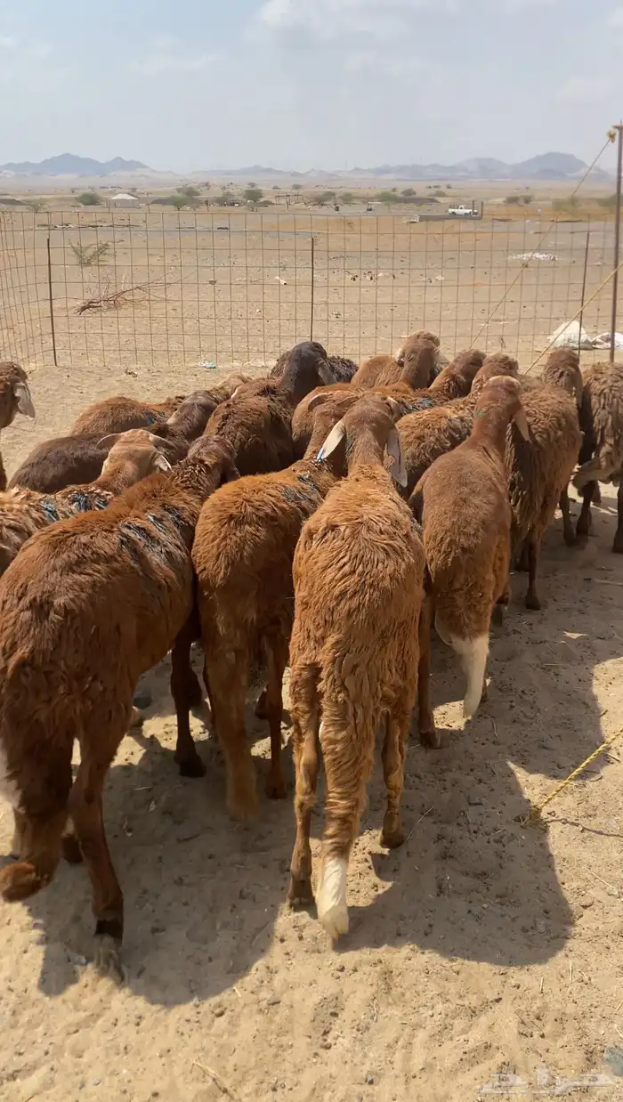 طليان ذبايح سواكن حمري تربيه شرط النظافة 2