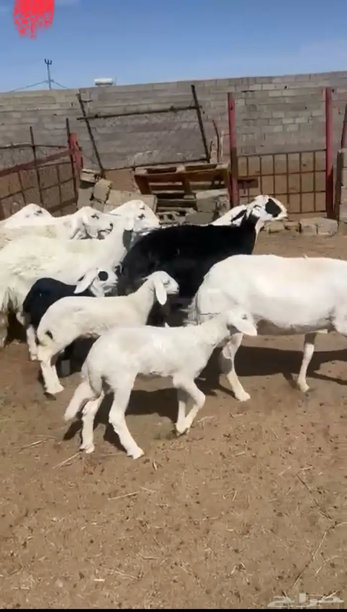 7 من الشوهات 3 عليها بهم 4 دفيع منها 3 حصيب تولد 0