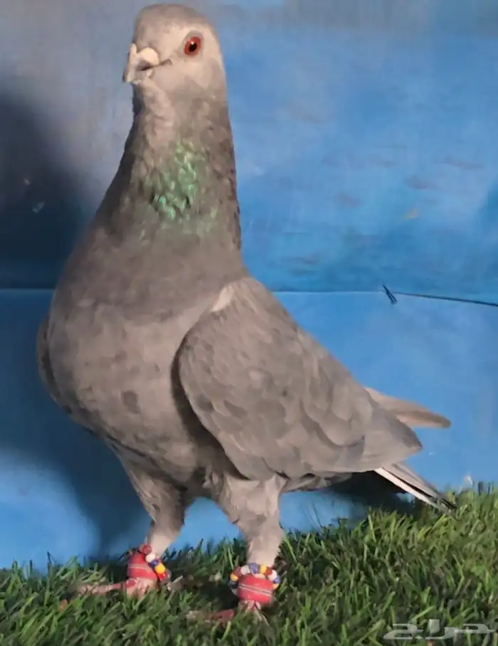 جوز بواز ابو كحله مغبر بطل 2