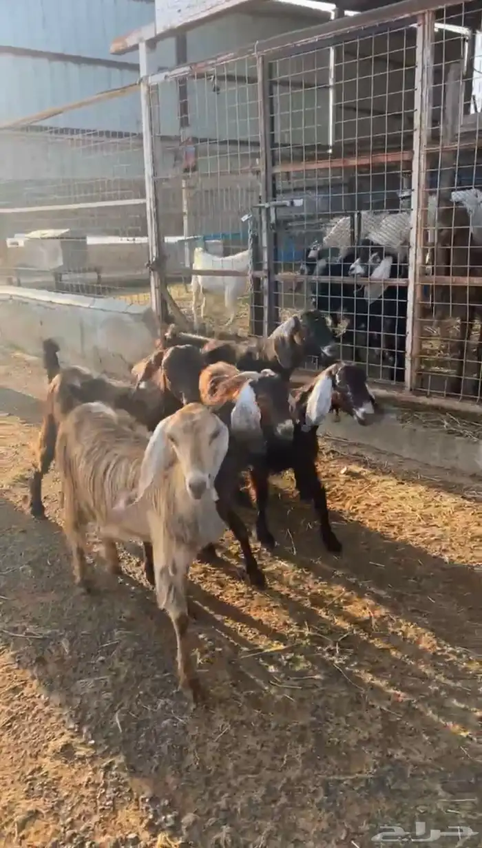 معزا مصريات 1