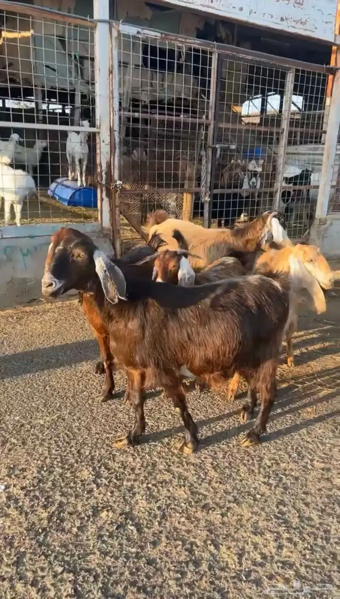 معزا مصريات 0