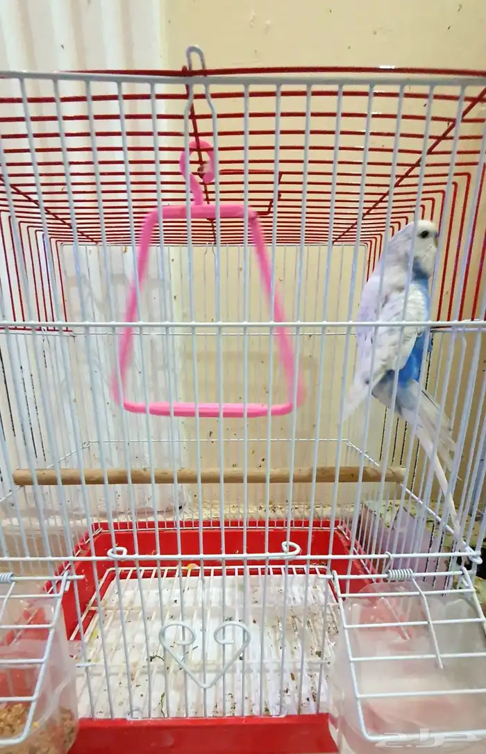 طير بادجي ذكر 1