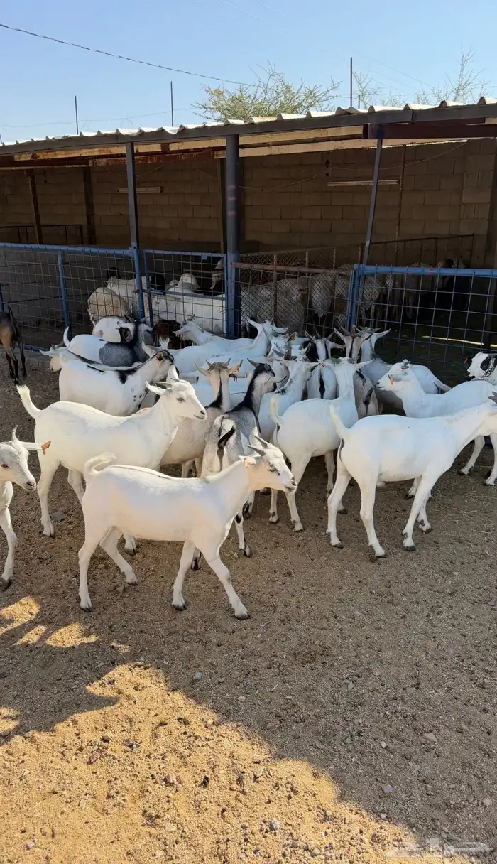 تيوس شحم طيبات بالحيل 0