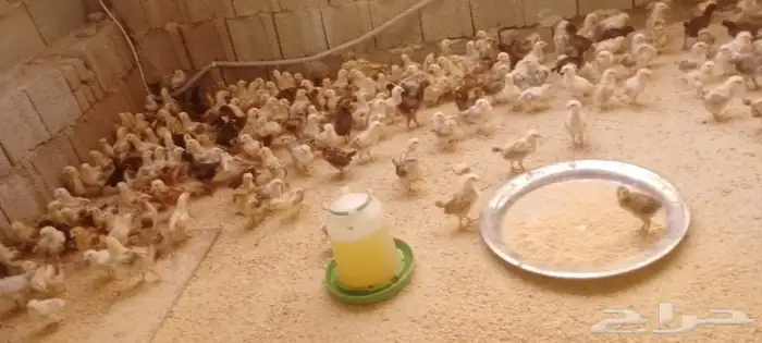 صوص بعمر 3 اسابيع سلالة طيبه و محصن 0