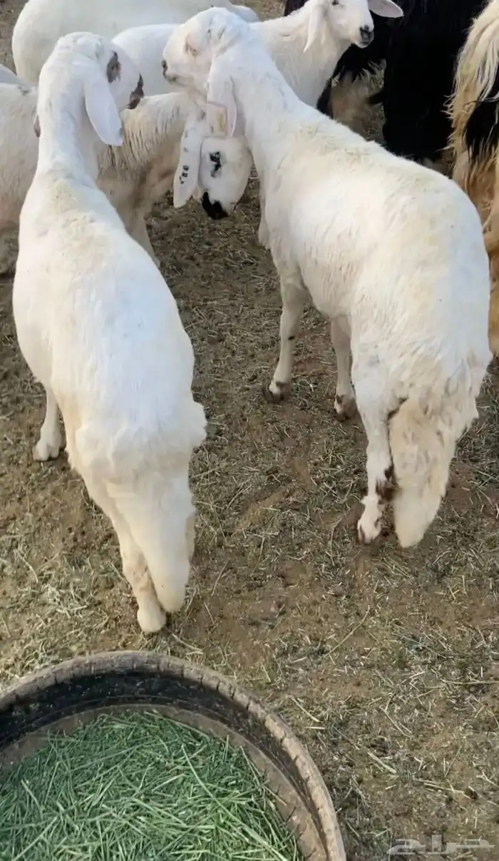 سواكن جبر جذعان 1