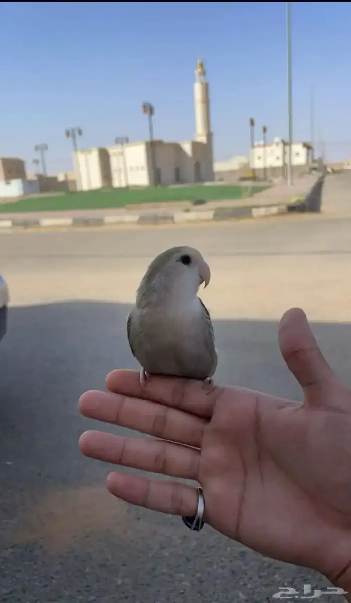 طير روز انثى 2