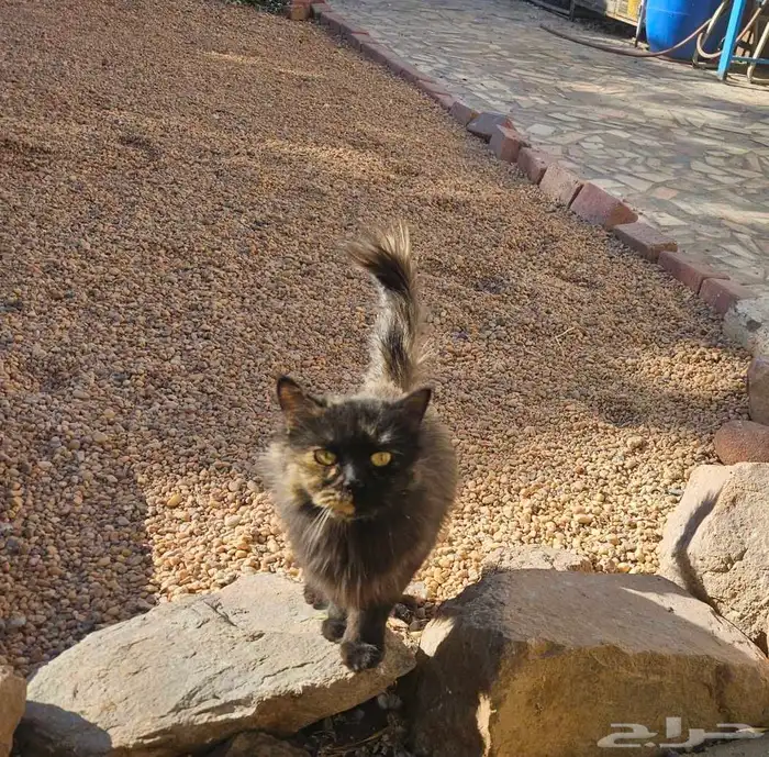 قطه للبيع اليفه السعر100 2