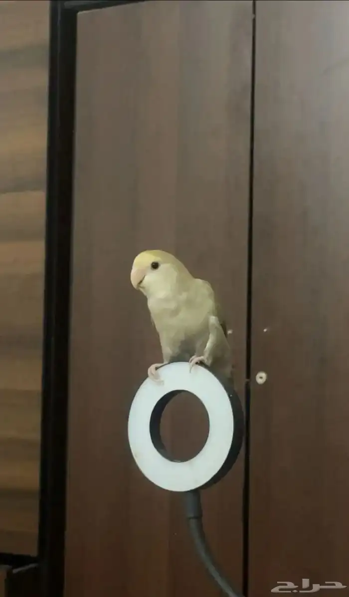 طير روز انثى 1