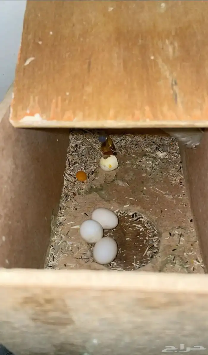 طير روز انثى 3