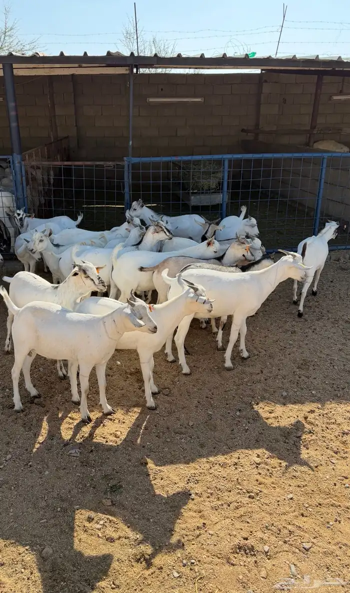 تيوس شحم طيبات بالحيل 1