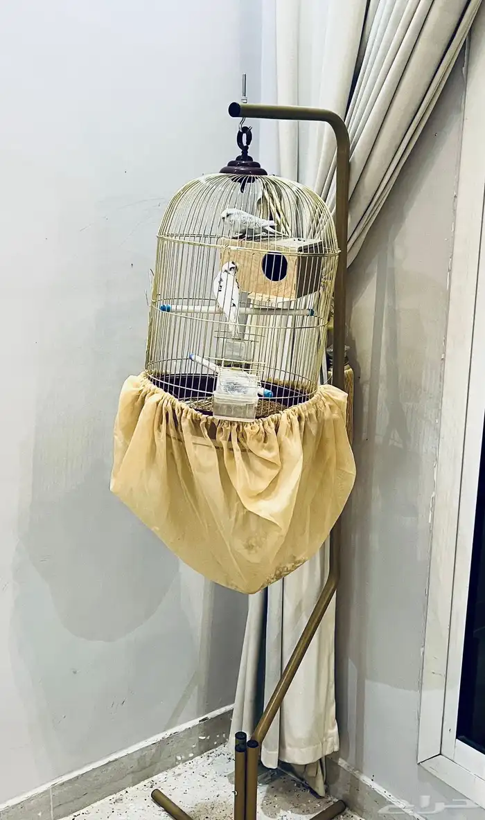 طيور الحب بادجي مع قفص وستاند 6