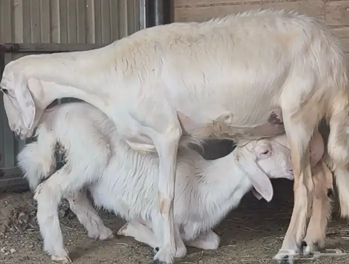 نعجة متبع صنف فاخر 2