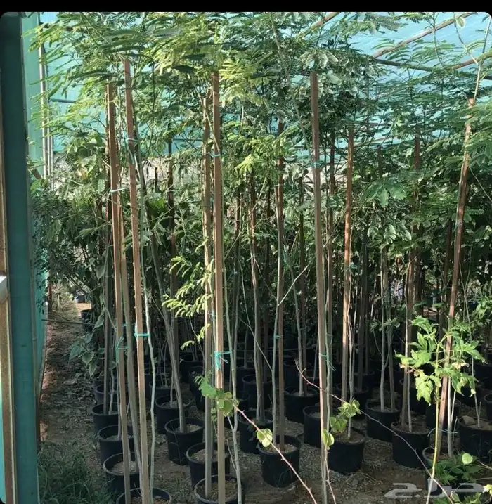 يوجد لدينا جميع الأشجار 4