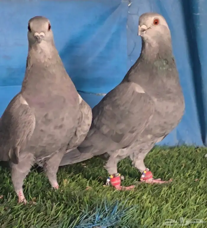 جوز بواز ابو كحله مغبر بطل 1