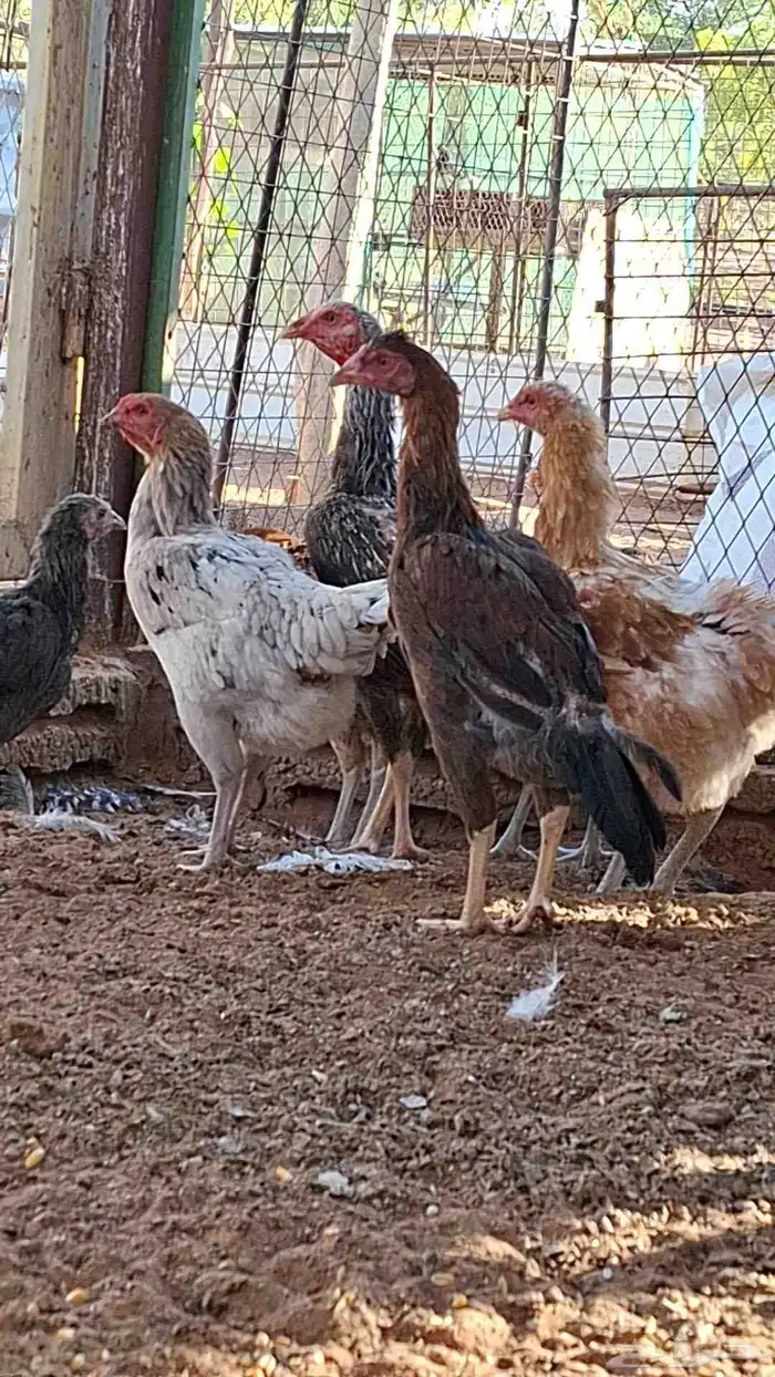 للبيع دجاج بياض جرومه طيبه حيل العدد تقريبا 20 0