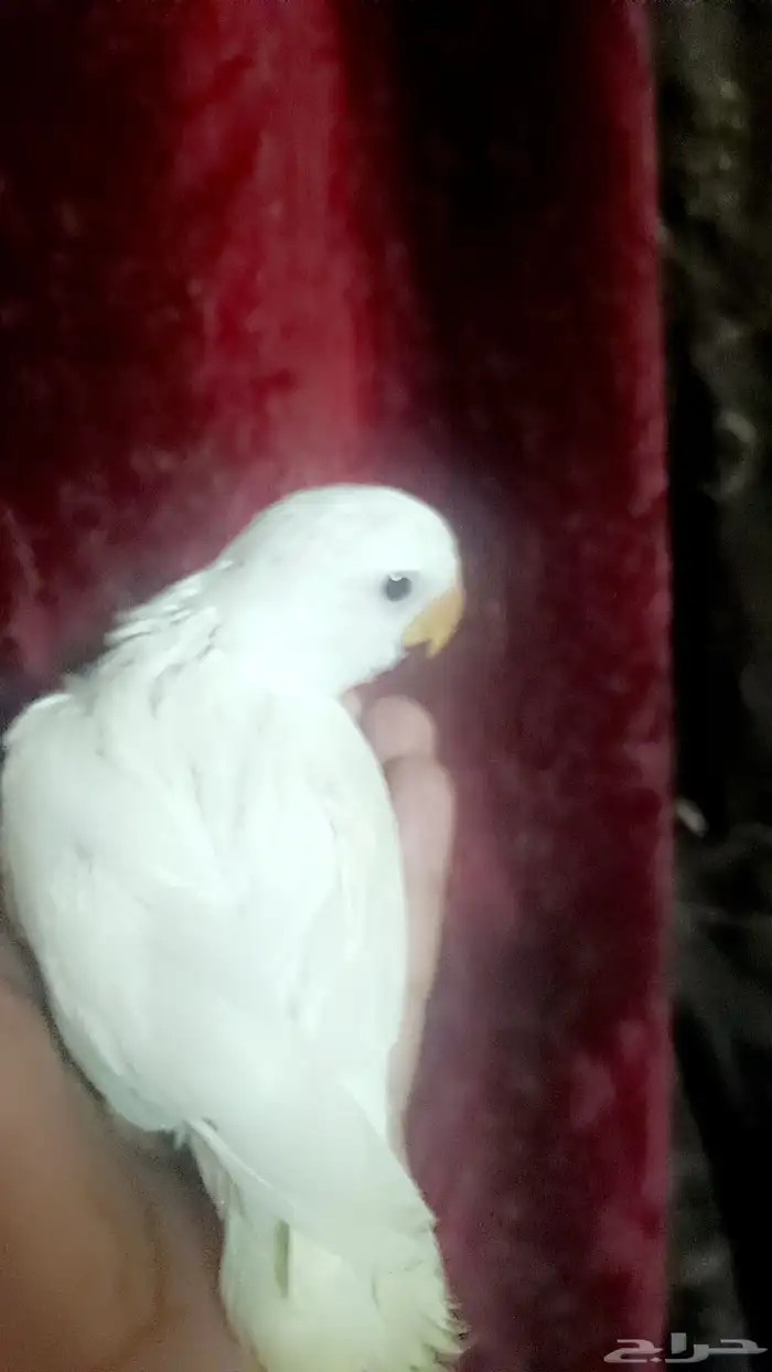 فرخ روز - البينو - 3