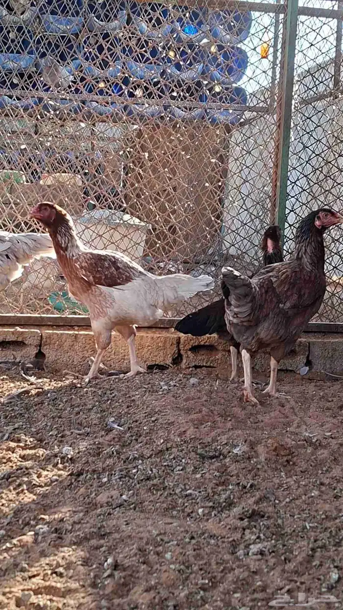للبيع دجاج بياض جرومه طيبه حيل العدد تقريبا 20 2