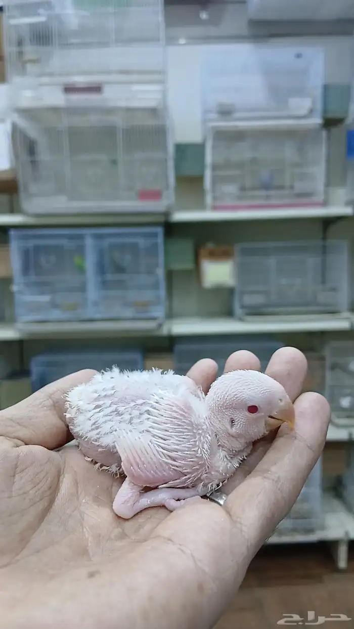 3 فروخ روز تقبل الغر 1