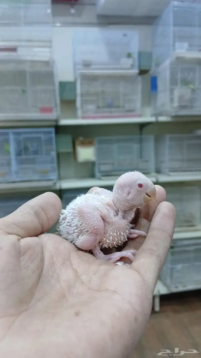 3 فروخ روز تقبل الغر 2