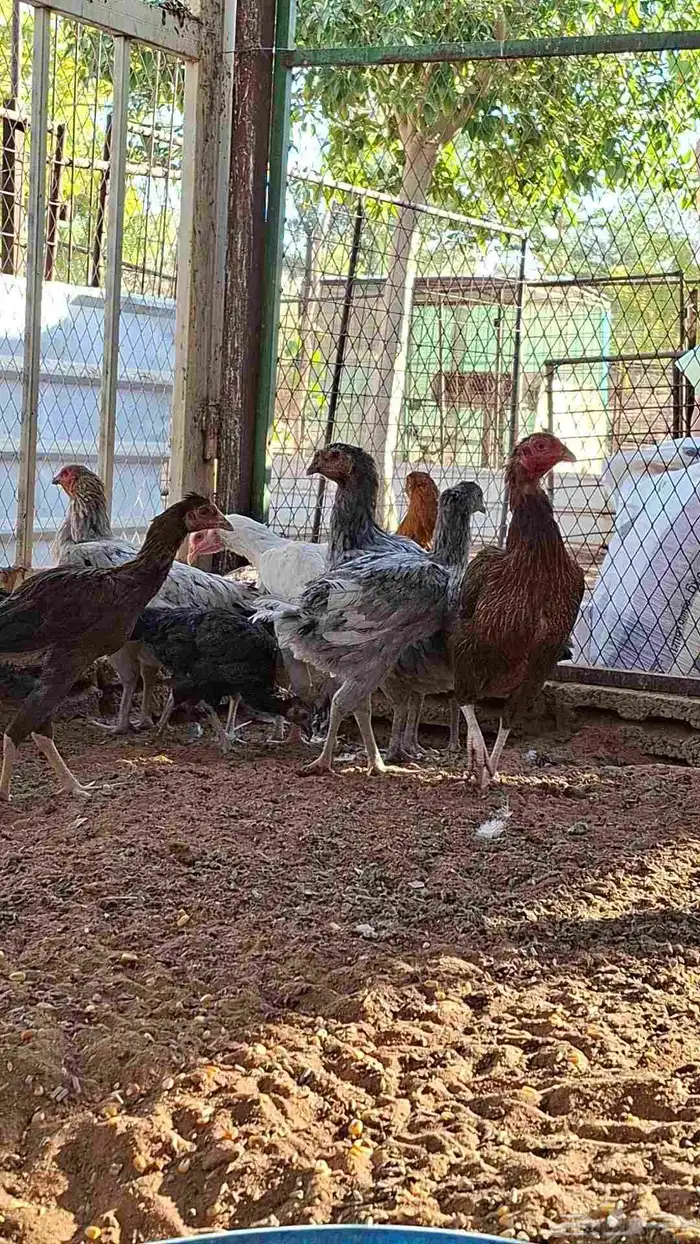 للبيع دجاج بياض جرومه طيبه حيل العدد تقريبا 20 3