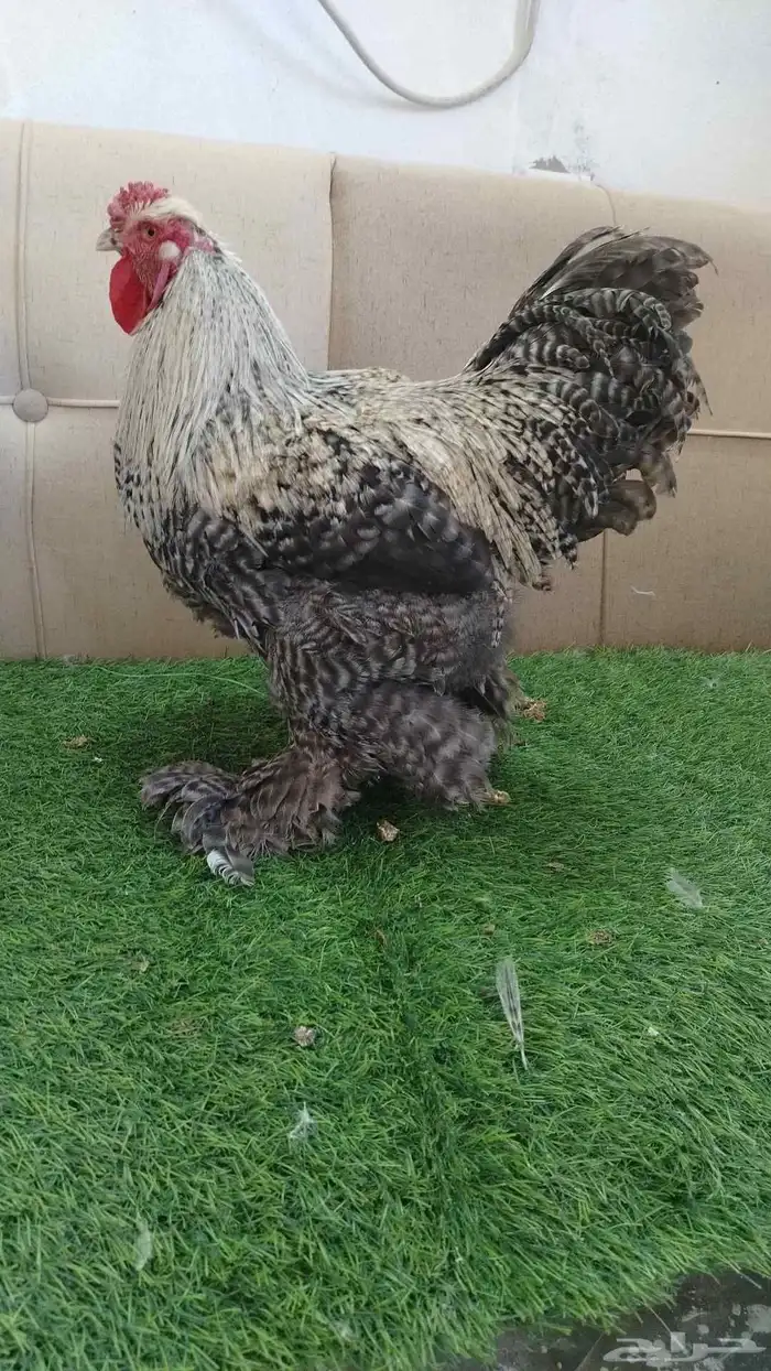 جوز براهما مستوى فاخر بدأ يبيض 4