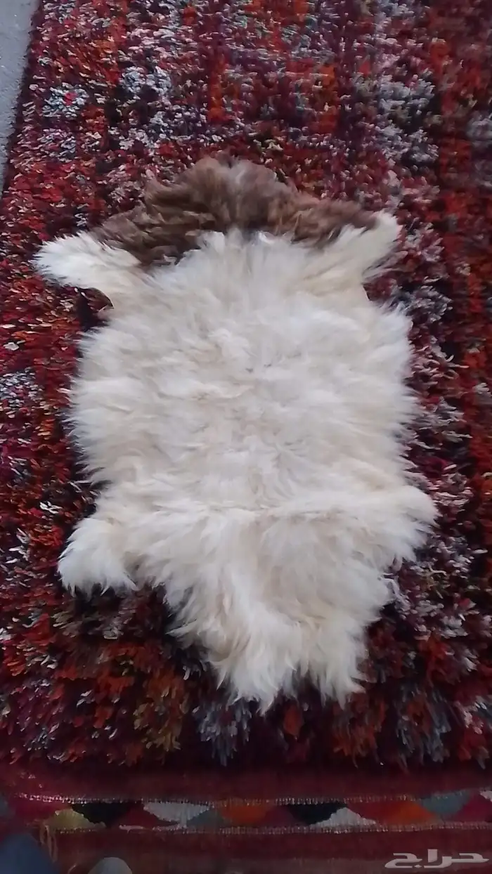 وفرنا لكم من جديد فرش النوم والقطايف والبيوت والخيم والأشدة 5